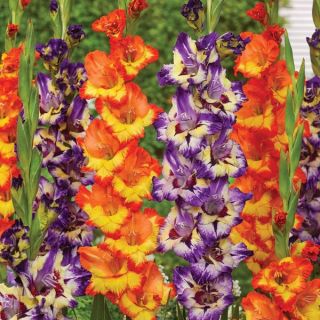 Join the Circus Gladiolus Blend Thumbnail